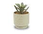 Artificial Plant in Dolomite Textured Pot