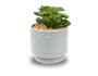 Artificial Plant in Dolomite Textured Pot