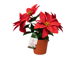 Red Poinsettia in Plastic Pot 23cm